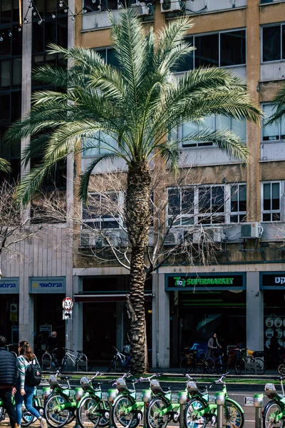 Tel Aviv Israël Februari 2020 Uitzicht Palmbomen Die Middags Straten — Stockfoto