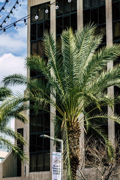 Tel Awiw Izrael Luty 2020 Widok Palmy Rosnącej Południu Ulicach — Zdjęcie stockowe