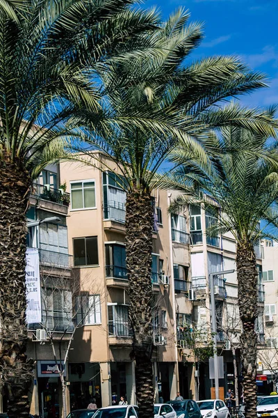 Tel Aviv Israël Février 2020 Vue Palmiers Poussant Dans Les — Photo
