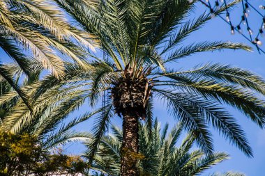 Tel Aviv İsrail 21 Şubat 2020, öğleden sonra Tel Aviv sokaklarında büyüyen palmiye ağacı manzarası