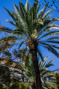 Tel Aviv İsrail 21 Şubat 2020, öğleden sonra Tel Aviv sokaklarında büyüyen palmiye ağacı manzarası