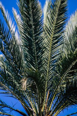 Tel Aviv İsrail 21 Şubat 2020, öğleden sonra Tel Aviv sokaklarında büyüyen palmiye ağacı manzarası