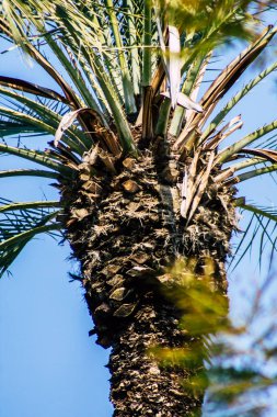 Tel Aviv İsrail 21 Şubat 2020, öğleden sonra Tel Aviv sokaklarında büyüyen palmiye ağacı manzarası