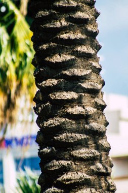 Tel Aviv İsrail 21 Şubat 2020, öğleden sonra Tel Aviv sokaklarında büyüyen palmiye ağacı manzarası