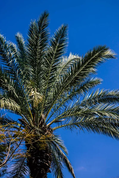 Tel Aviv İsrail 21 Şubat 2020, öğleden sonra Tel Aviv sokaklarında büyüyen palmiye ağacı manzarası