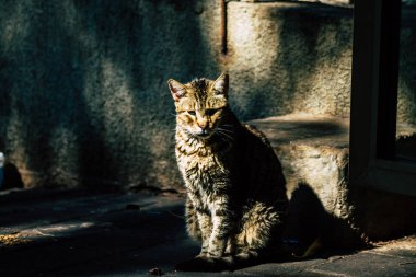 Tel Aviv İsrail 21 Şubat 2020 Tel Aviv sokaklarında terk edilmiş evcil kedi manzarası