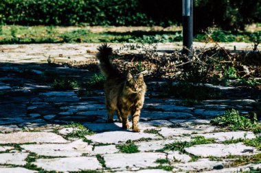 Paphos Kıbrıs Rum Kesimi 03 Mart 2020 Öğleden sonra Paphos sokaklarında terk edilmiş evcil kedi manzarası