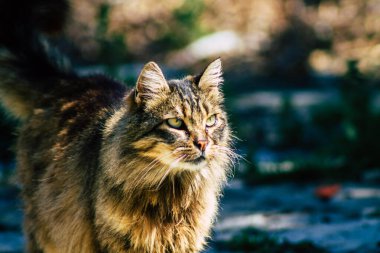 Paphos Kıbrıs Rum Kesimi 03 Mart 2020 Öğleden sonra Paphos sokaklarında terk edilmiş evcil kedi manzarası