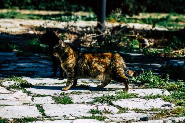 Paphos Kıbrıs Rum Kesimi 03 Mart 2020 Öğleden sonra Paphos sokaklarında terk edilmiş evcil kedi manzarası