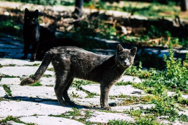 Paphos Kıbrıs Rum Kesimi 03 Mart 2020 Öğleden sonra Paphos sokaklarında terk edilmiş evcil kedi manzarası