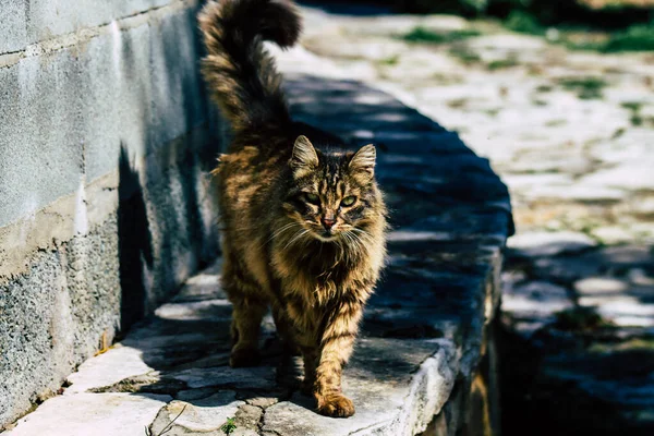 Paphos Chipre Março 2020 Vista Gato Doméstico Abandonado Que Vive — Fotografia de Stock