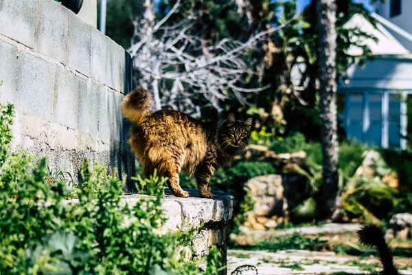 Paphos Cyprus Maart 2020 Zicht Verlaten Huiskat Die Middags Straten — Stockfoto