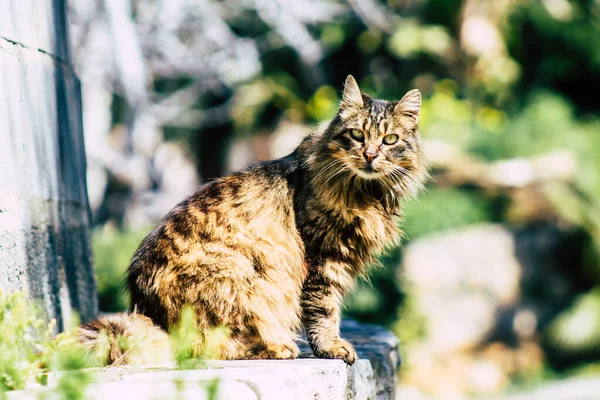 Paphos Ciprus Március 2020 View Abandoned Domestic Cat Living Streets — Stock Fotó