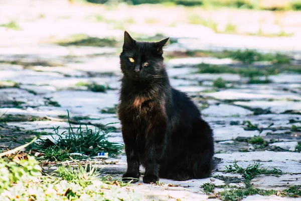 塞浦路斯帕福斯2020年3月3日查看下午生活在帕福斯街头的被遗弃的家猫 — 图库照片