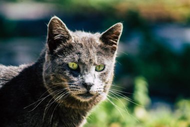 Paphos Kıbrıs Rum Kesimi 03 Mart 2020 Öğleden sonra Paphos sokaklarında terk edilmiş evcil kedi manzarası