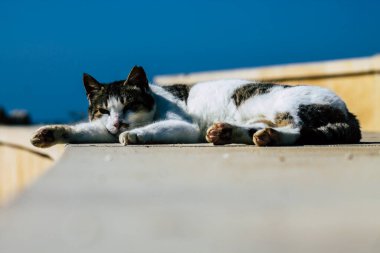 Paphos Kıbrıs Rum Kesimi 03 Mart 2020 Öğleden sonra Paphos sokaklarında terk edilmiş evcil kedi manzarası