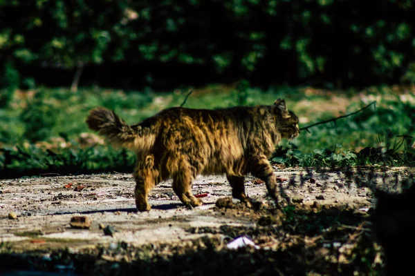 Paphos Cyprus March 2020 View Abandoned Domestic Cat Living Streets — Stock Photo, Image