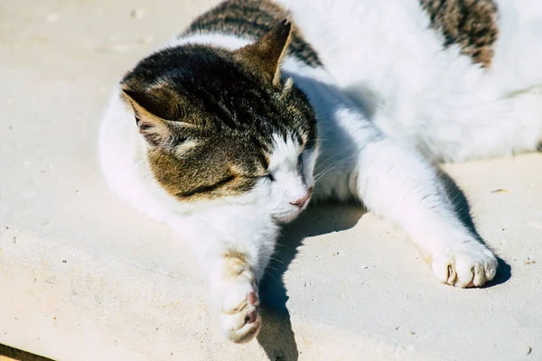 Paphos Chipre Marzo 2020 Vista Del Gato Doméstico Abandonado Que — Foto de Stock