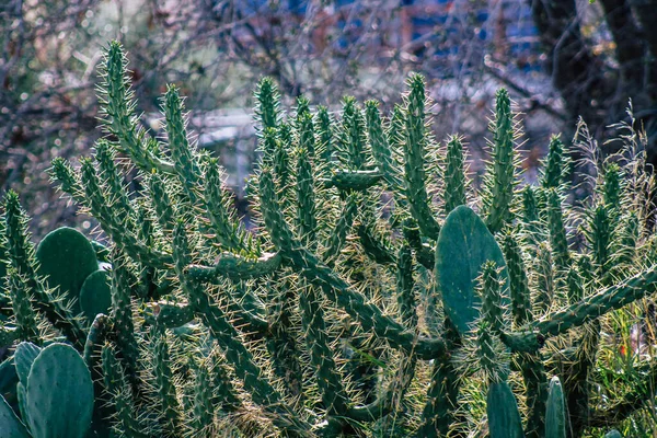 Blick Auf Den Kaktus Der Nachmittag Zypern Wächst — Stockfoto