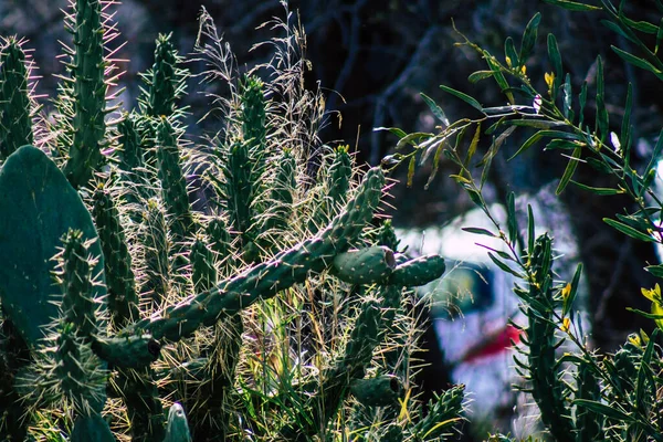 Blick Auf Den Kaktus Der Nachmittag Zypern Wächst — Stockfoto