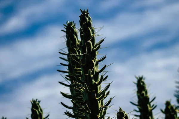 Blick Auf Den Kaktus Der Nachmittag Zypern Wächst — Stockfoto