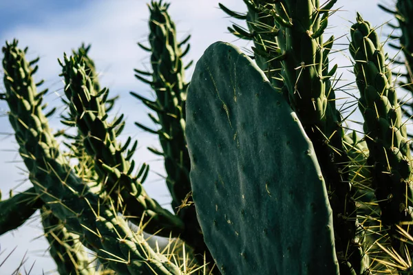 Blick Auf Den Kaktus Der Nachmittag Zypern Wächst — Stockfoto
