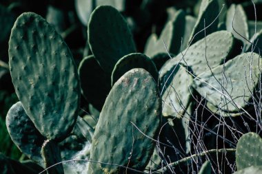 Öğleden sonra Kıbrıs 'ta büyüyen kaktüs manzarası