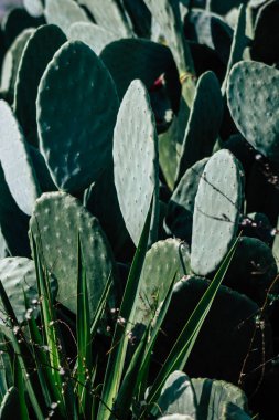 Öğleden sonra Kıbrıs 'ta büyüyen kaktüs manzarası