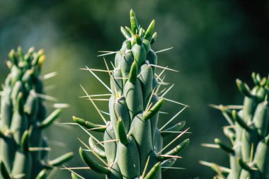 Öğleden sonra Kıbrıs 'ta büyüyen kaktüs manzarası