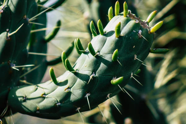 Widok Kaktusa Rosnącego Południu Cyprze — Zdjęcie stockowe