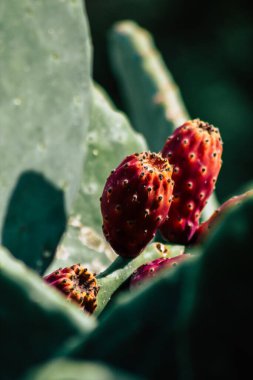 Öğleden sonra Kıbrıs 'ta büyüyen kaktüs manzarası