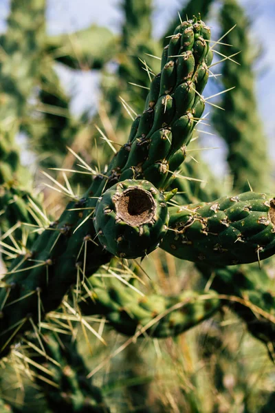 Widok Kaktusa Rosnącego Południu Cyprze — Zdjęcie stockowe