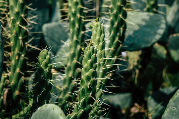 Vue Culture Cactus Chypre Dans Après Midi — Photo