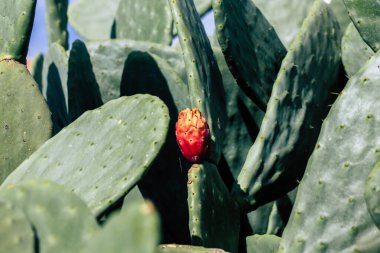 Öğleden sonra Kıbrıs 'ta büyüyen kaktüs manzarası