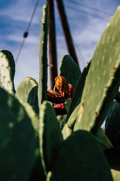 View Cactus Growing Cyprus Afternoon — Stock Photo, Image