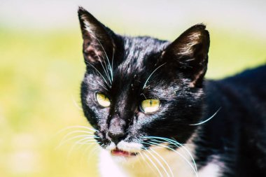 Paphos Kıbrıs Rum Kesimi 06 Mart 2020 Paphos sokaklarında yaşayan terk edilmiş evcil kedi manzarası