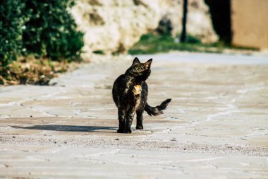 Paphos Kıbrıs Rum Kesimi 06 Mart 2020 Paphos sokaklarında yaşayan terk edilmiş evcil kedi manzarası