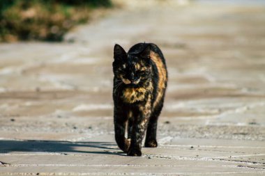 Paphos Kıbrıs Rum Kesimi 06 Mart 2020 Paphos sokaklarında yaşayan terk edilmiş evcil kedi manzarası