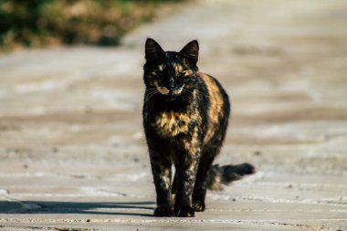 Paphos Kıbrıs Rum Kesimi 06 Mart 2020 Paphos sokaklarında yaşayan terk edilmiş evcil kedi manzarası