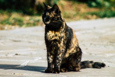 Paphos Kıbrıs Rum Kesimi 06 Mart 2020 Paphos sokaklarında yaşayan terk edilmiş evcil kedi manzarası