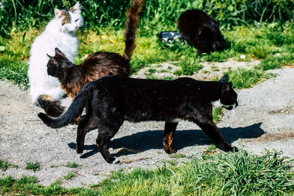 Paphos Chypre Mars 2020 Vue Chat Domestique Abandonné Vivant Dans — Photo