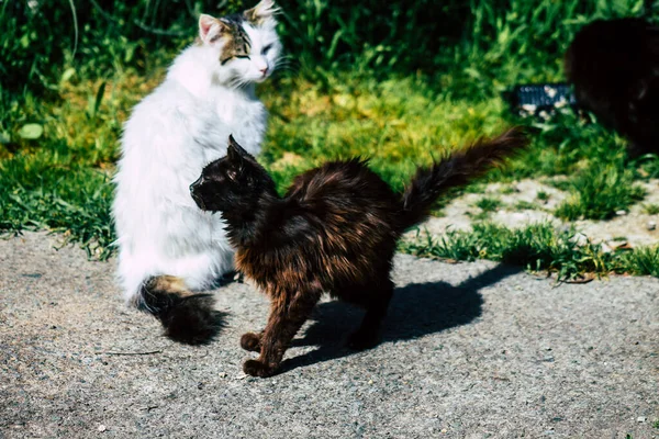 Paphos Cyprus March 2020 View Abandoned Domestic Cat Living Streets — Stock Photo, Image