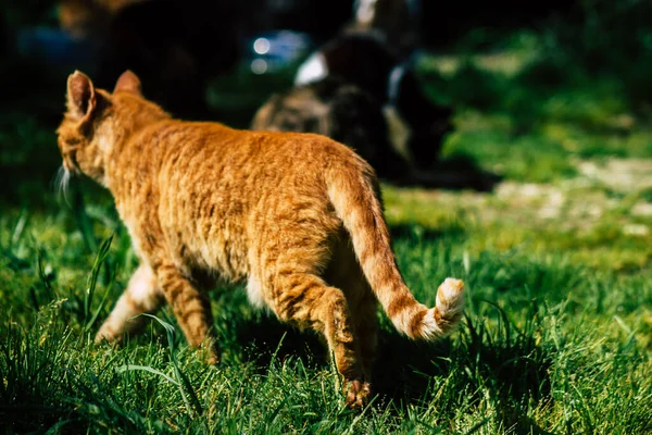 Paphos Chipre Março 2020 Vista Gato Doméstico Abandonado Que Vive — Fotografia de Stock