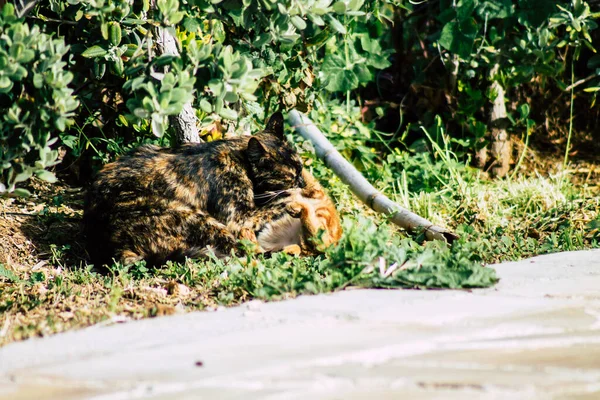 Paphos Zypern März 2020 Blick Auf Ausgesetzte Hauskatzen Die Den — Stockfoto