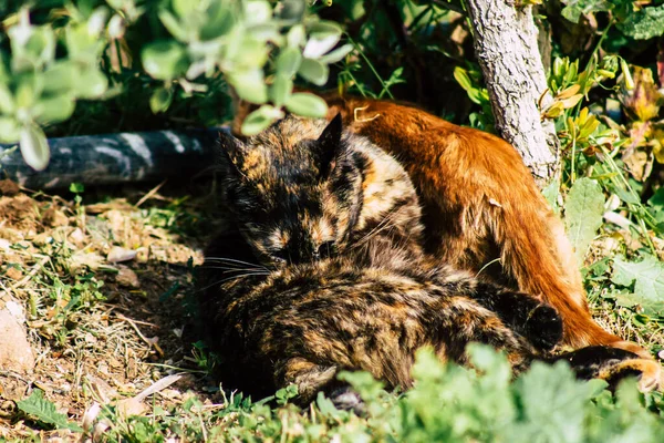 Paphos Cyprus March 2020 View Abandoned Domestic Cat Living Streets — Stock Photo, Image