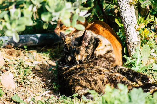 Paphos Chipre Março 2020 Vista Gato Doméstico Abandonado Que Vive — Fotografia de Stock