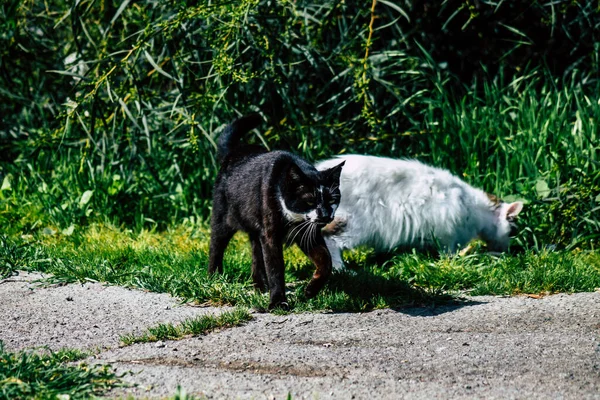 Paphos Chipre Março 2020 Vista Gato Doméstico Abandonado Que Vive — Fotografia de Stock