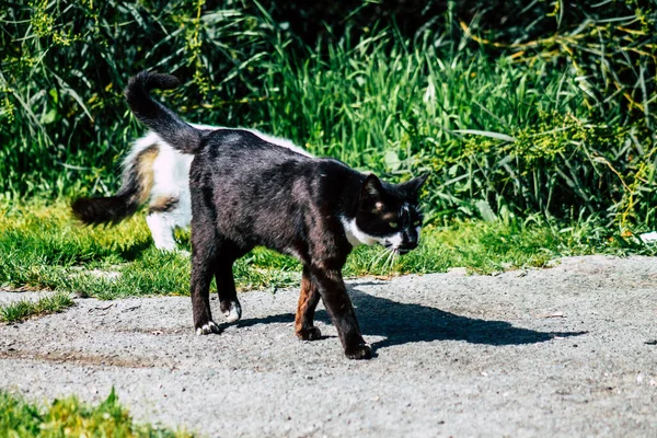 Paphos Cyprus March 2020 View Abandoned Domestic Cat Living Streets — Stock Photo, Image