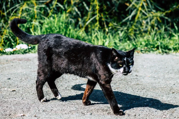 Paphos Ciprus Március 2020 View Abandoned Domestic Cat Living Streets — Stock Fotó