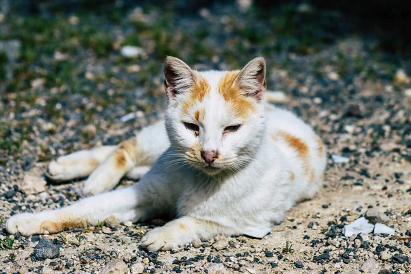 Paphos Ciprus Március 2020 View Abandoned Domestic Cat Living Streets — Stock Fotó